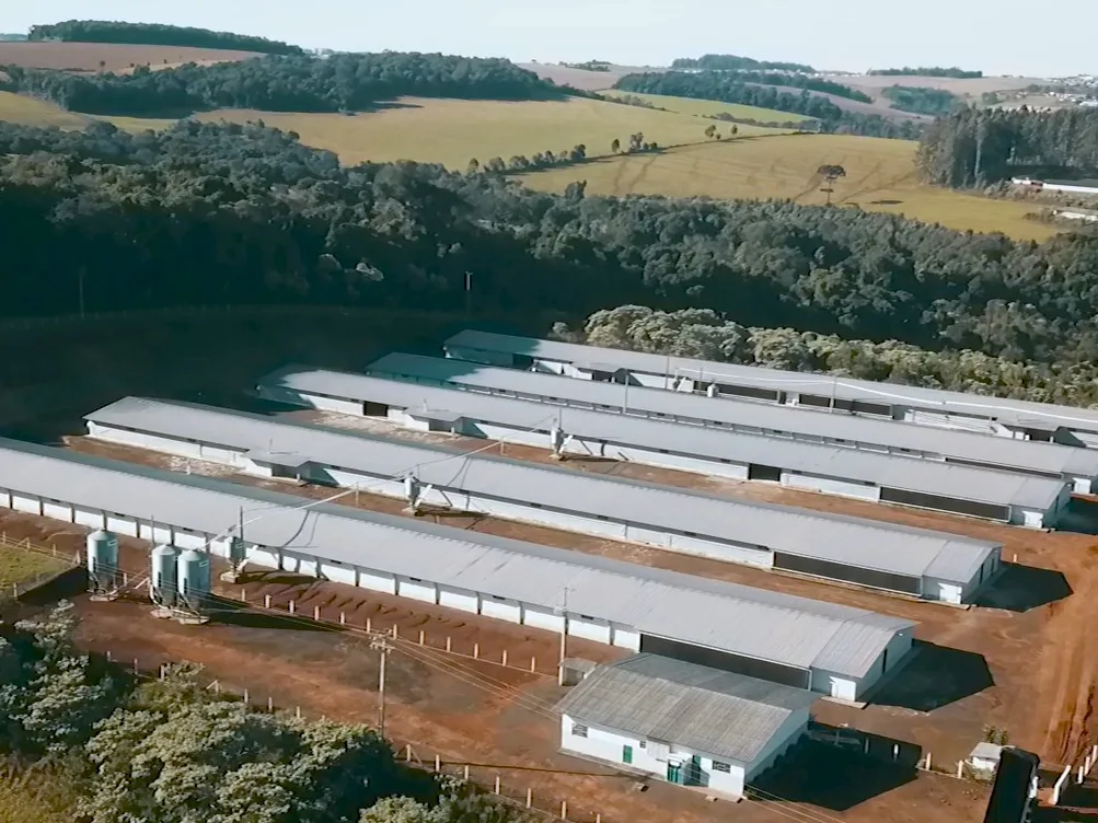 Vista aérea de uma granja de recria da Granja Real: quatro galpões alinhados, silos de ração e casa de apoio, em área rural.